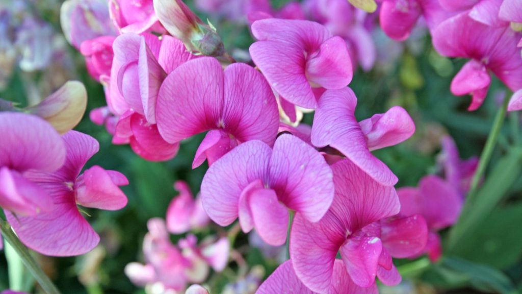 Plant These Fragrant Flowers Along Your Walkway for a Five-Star Garden Entrance 8 sweet pea plant