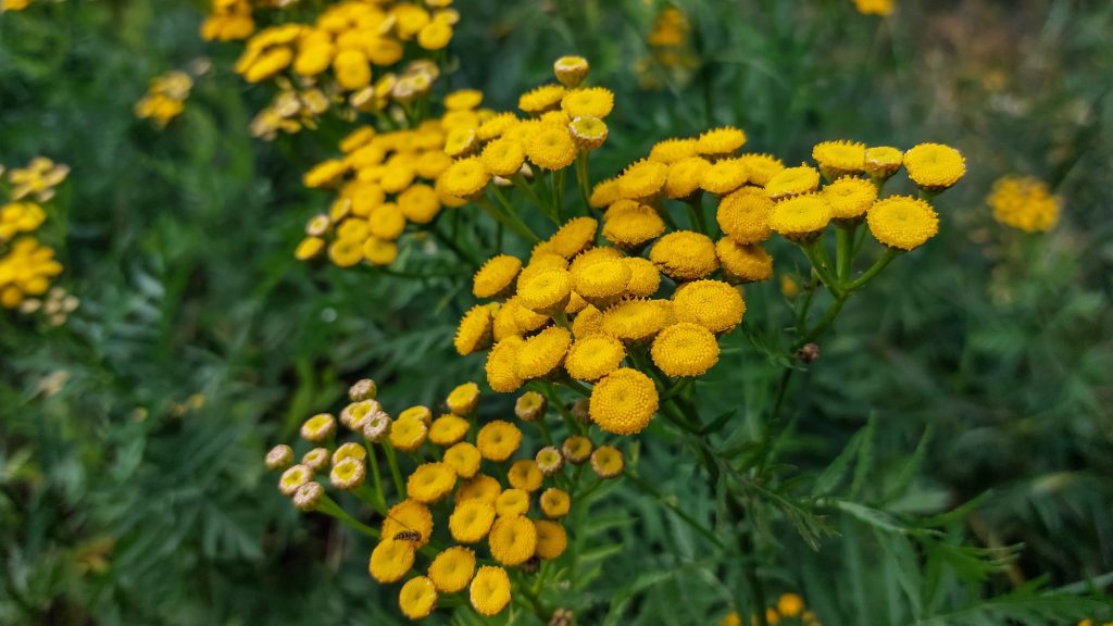 18 Trap Crops That Lure Pests Away From Your Plants 9 tansy edited