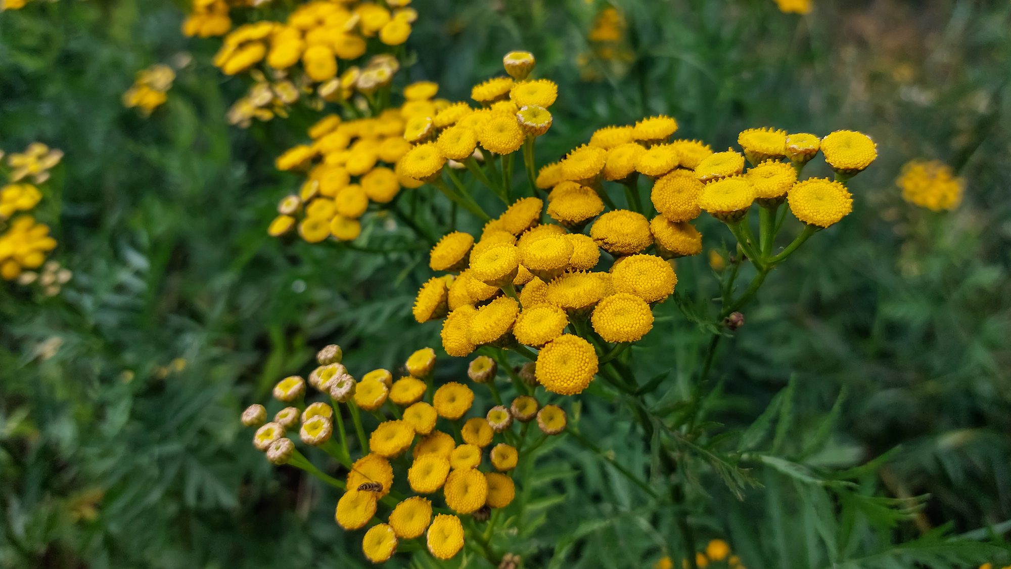 Want Bigger, Sweeter Raspberries? Grow These 15 Companion Plants 2 tansy edited