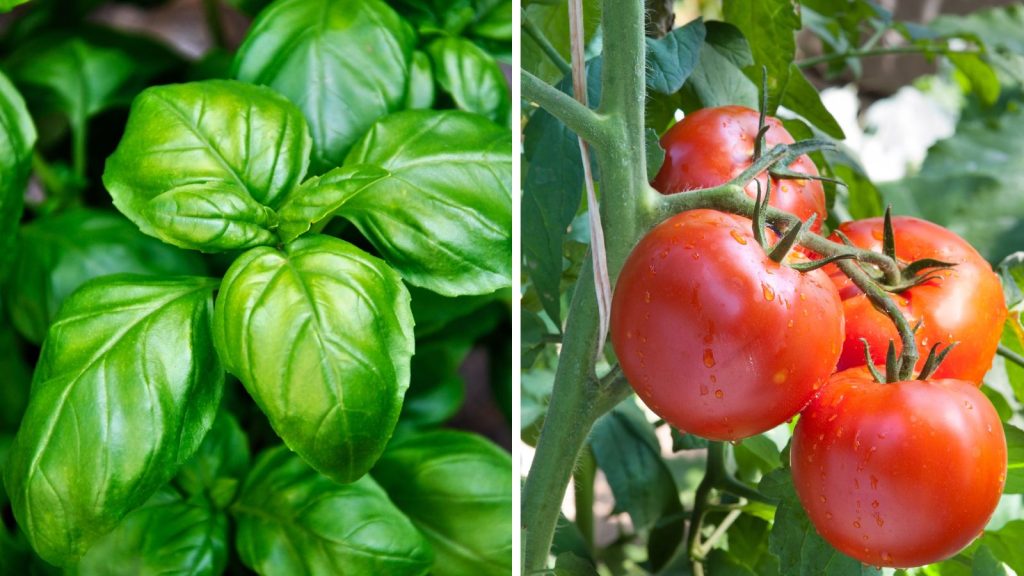 18 Vegetables That Grow Better Together in Raised Garden Beds 2 tomato and basil side by side