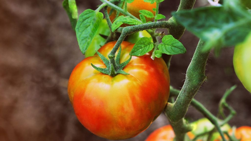 These Plants Should Never Grow Near Your Raspberries 1 tomato growing on branch