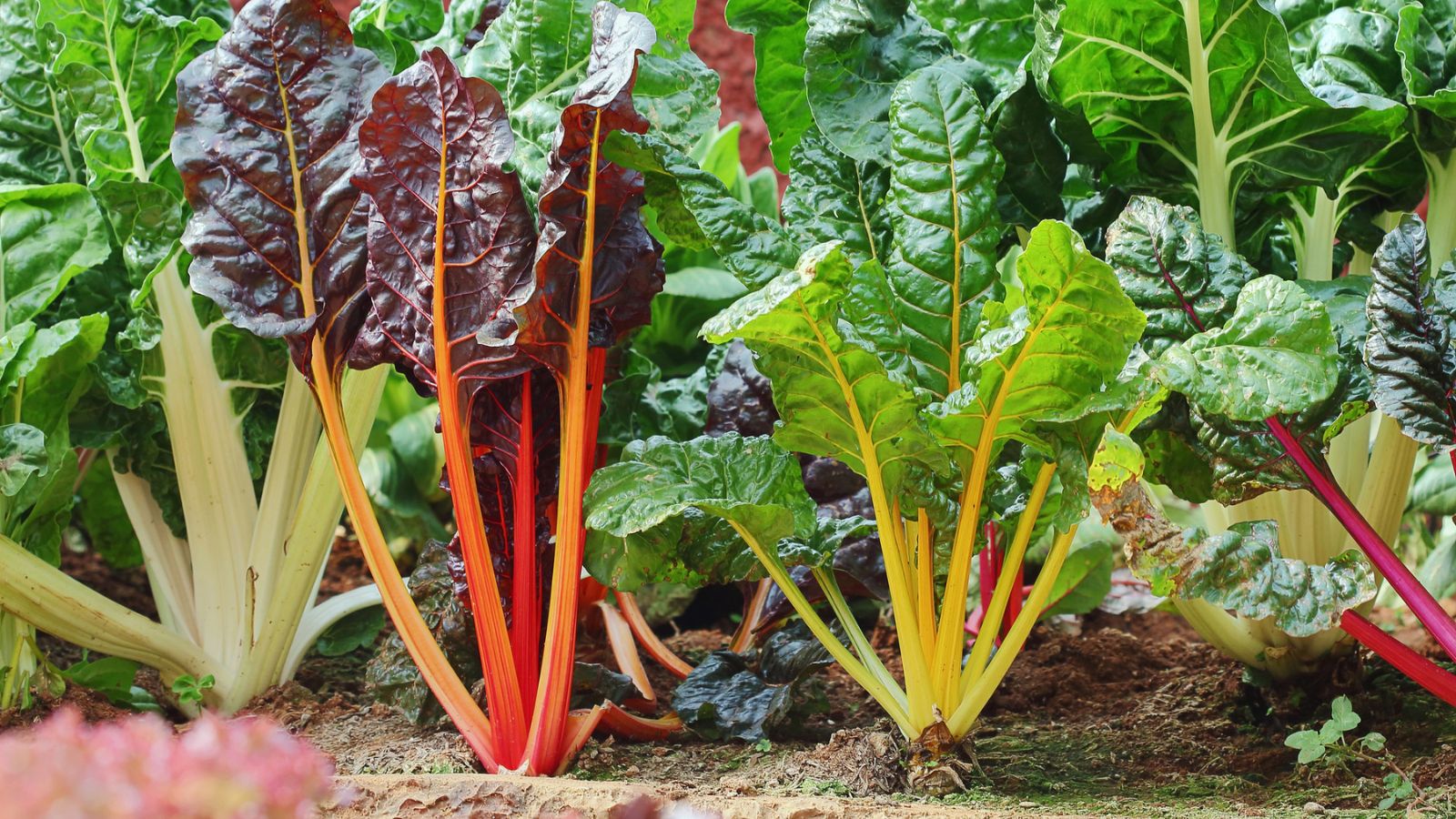 How to Extend Your Harvest and Grow More Food with Succession Planting