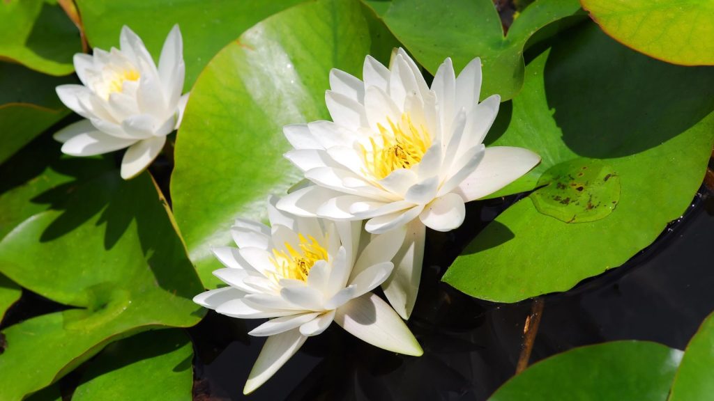 12 Eye-Catching Plants That Attract Dragonflies to Your Garden 3 water lily
