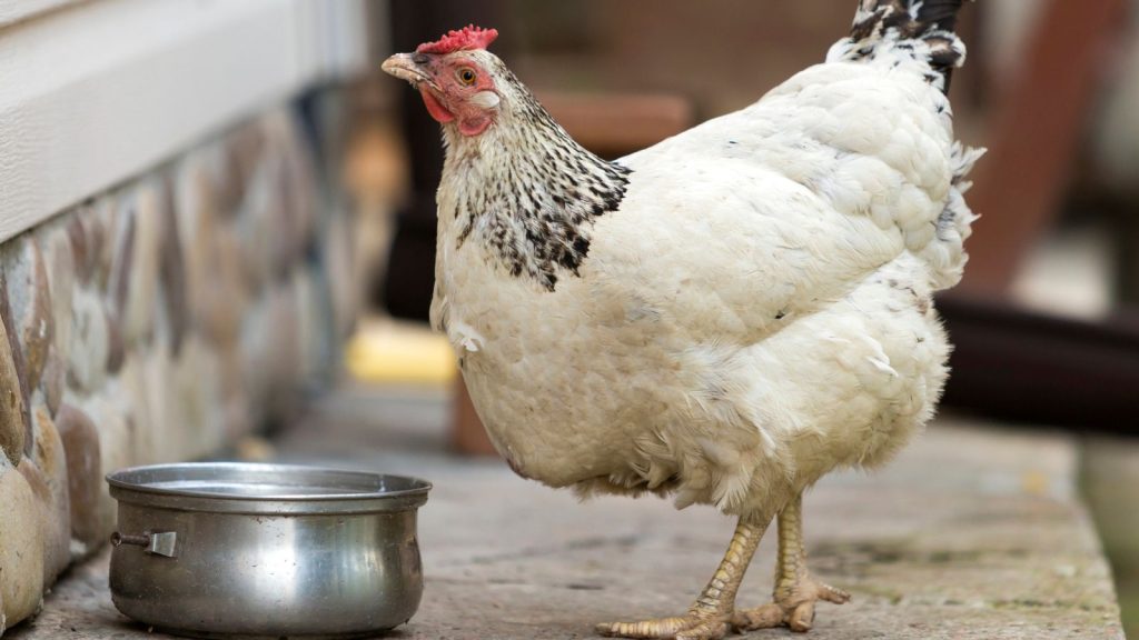 How to Keep Backyard Chickens Cool in the Heat of Summer 2 white hen chicken drinking water