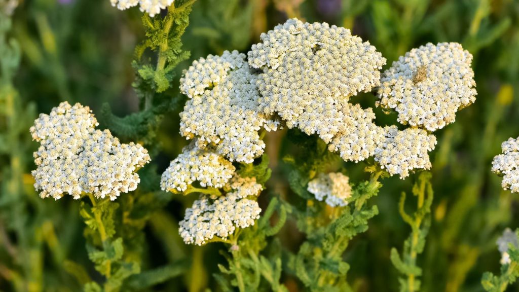 16 Perennials Rabbits Hate But Pollinators Love 14 yarrow white
