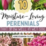 10 Moisture-Loving Perennials That Grow Well in Wet Soil