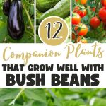 12 Companion Plants That Grow Well With Bush Beans