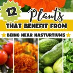 12 Plants That Benefit From Being Near Nasturtiums