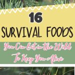 16 Survival Foods You Can Eat in the Wild To Keep You Alive