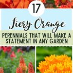 17 Fiery Orange Perennials That Will Make a Statement in Any Garden