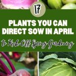 17 Plants You Can Direct Sow in April to Kick Off Spring Gardening