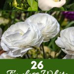 26 Timeless White Perennials to Soften Your Garden Palette