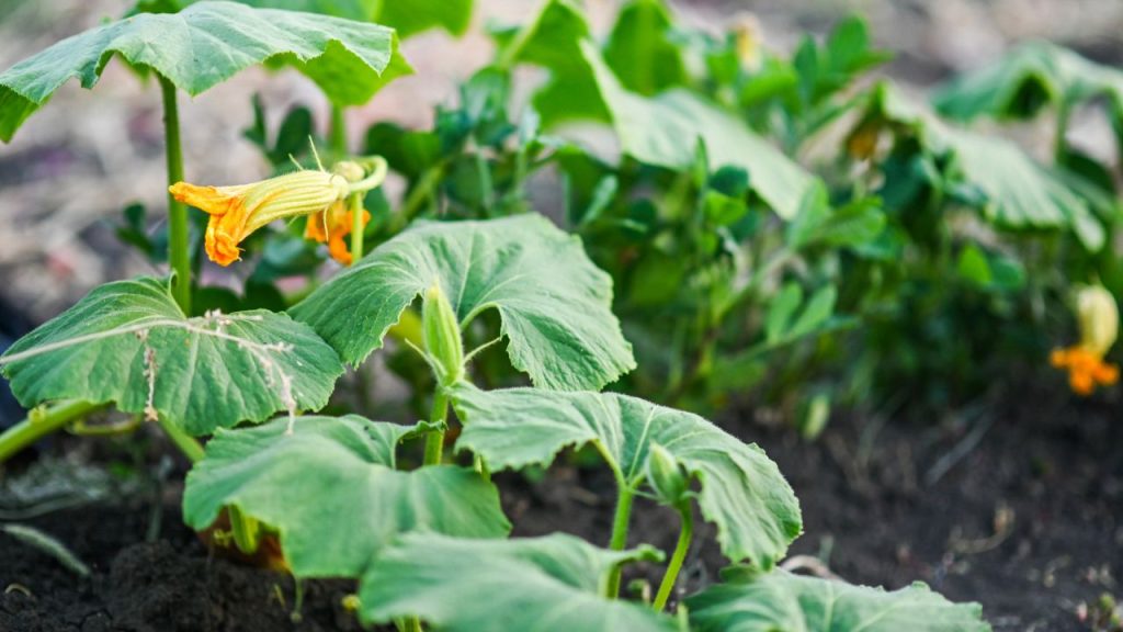 How to Get Rid of Squash Bugs for Good 10 A wilted squash plant in the garden