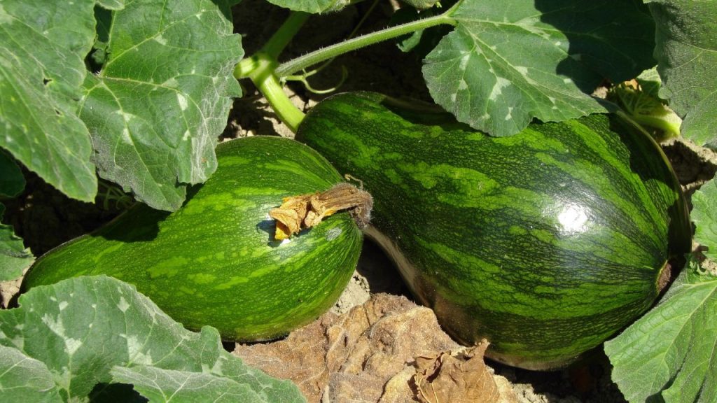 How to Get Rid of Vine Borers Before They Destroy Your Squash Plants 14 Butternut squashes