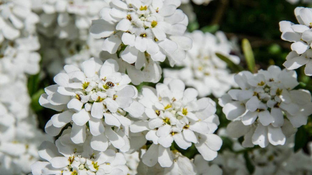 17 Fast-Growing Tiny Flowers That Overflow with Color in Your Garden 12 Candytuft Iberis sempervirens