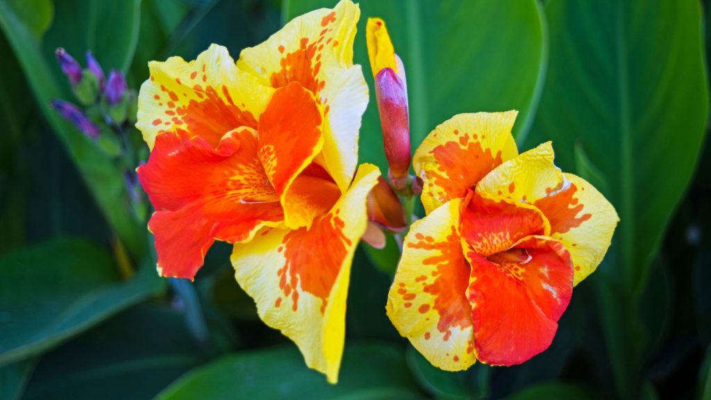 12 Flowering Plants That Produce Big, Show-Stopping Statement Blooms 5 Canna Lily Canna spp