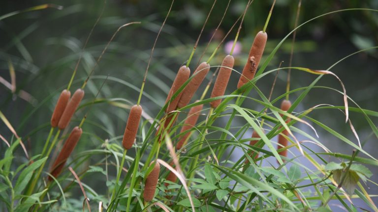 16 Natural Food Sources to Look for in a Survival Situation