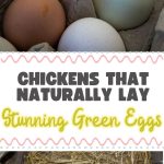 Chickens That Naturally Lay Stunning Green Eggs