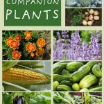 Companion Plants That Grow Well With Bush Beans