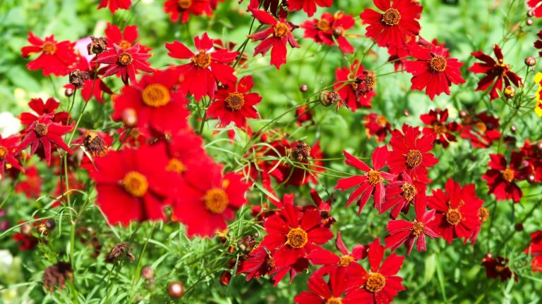 23 Red Perennials That Add Dramatic Color to Your Garden