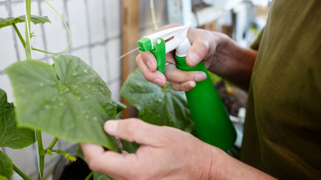How to Get Rid of Squash Bugs for Good 8 DIY Foliar Spray
