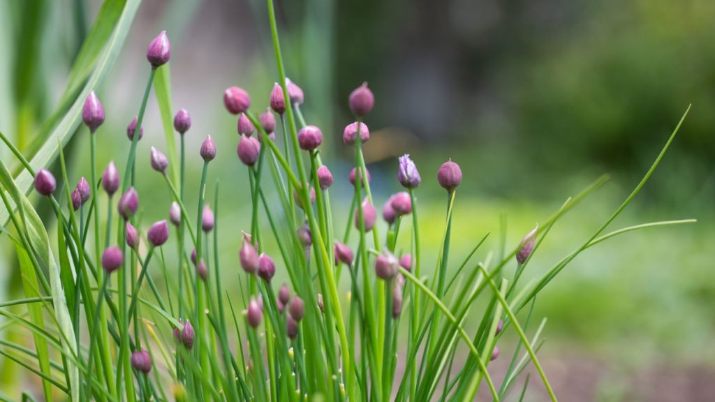 23 Flowers That Help Keep Free-Range Chickens Out of Your Garden 6 Fresh chive growing in the garden, herb, food concept
