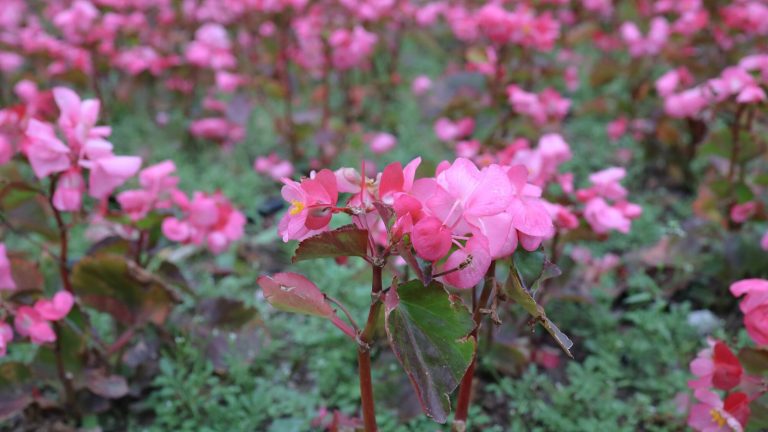 9 Summer Blooming Bulbs That Bring Vivacious Color to Your Garden