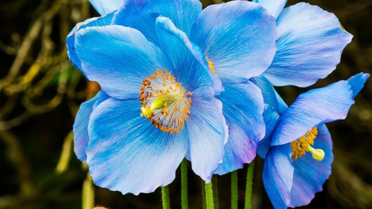 20 Blue Perennials That Bloom Beautifully Year After Year