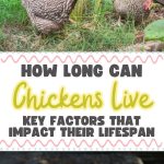 How Long Can Chickens Live Key Factors That Impact Their Lifespan