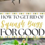 How to Get Rid of Squash Bugs for Good