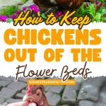 How to Keep Chickens Out of the Flower Beds