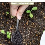 How to Put Coffee Grounds to Work in the Garden