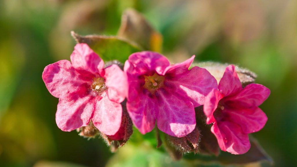 I Planted These Perennials Once and They’ve Come Back Beautifully Every Year 9 Lungwort Pulmonaria