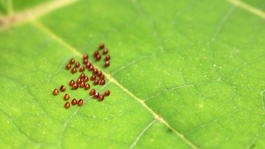 How to Get Rid of Vine Borers Before They Destroy Your Squash Plants 6 Many brow egg composed of Squash BugAnasa tristis species