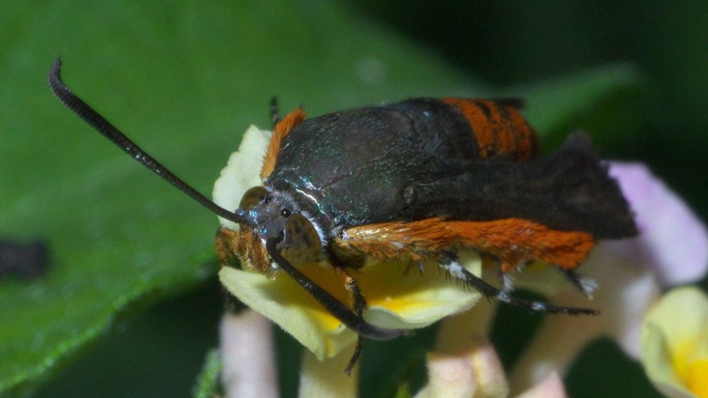How to Get Rid of Vine Borers Before They Destroy Your Squash Plants 2 Melittia cucurbitae squash vine borers