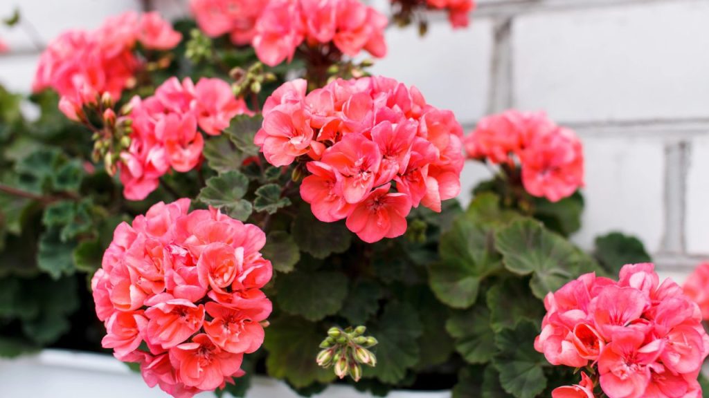 23 Flowers That Help Keep Free-Range Chickens Out of Your Garden 17 Nice geranium
