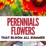 Perennials Flowers that Bloom All Summer