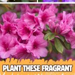 Plant These Fragrant Flowers Along Your Walkway for a Five-Star Garden Entrance