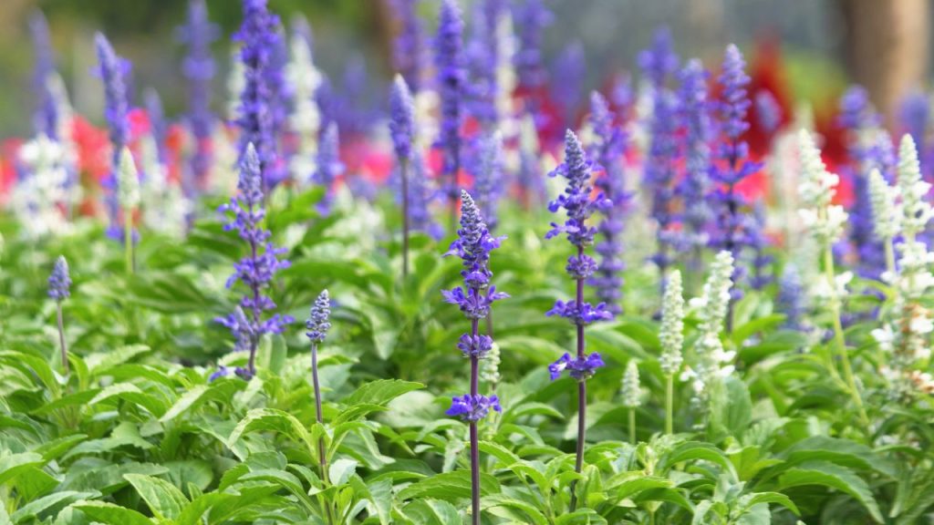 23 Flowers That Help Keep Free-Range Chickens Out of Your Garden 9 Salvia