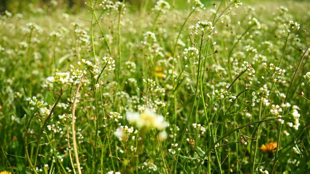 Weeds to Watch Out For—And How to Get Rid of Every Last One 19 Shepherds Purse 2