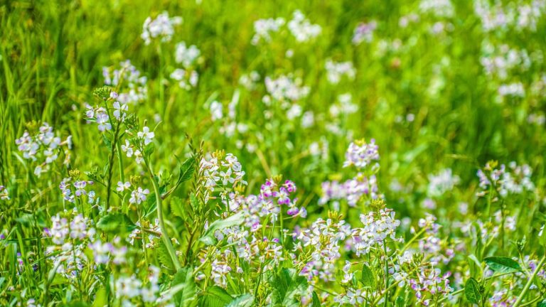 Weeds to Watch Out For—And How to Get Rid of Every Last One