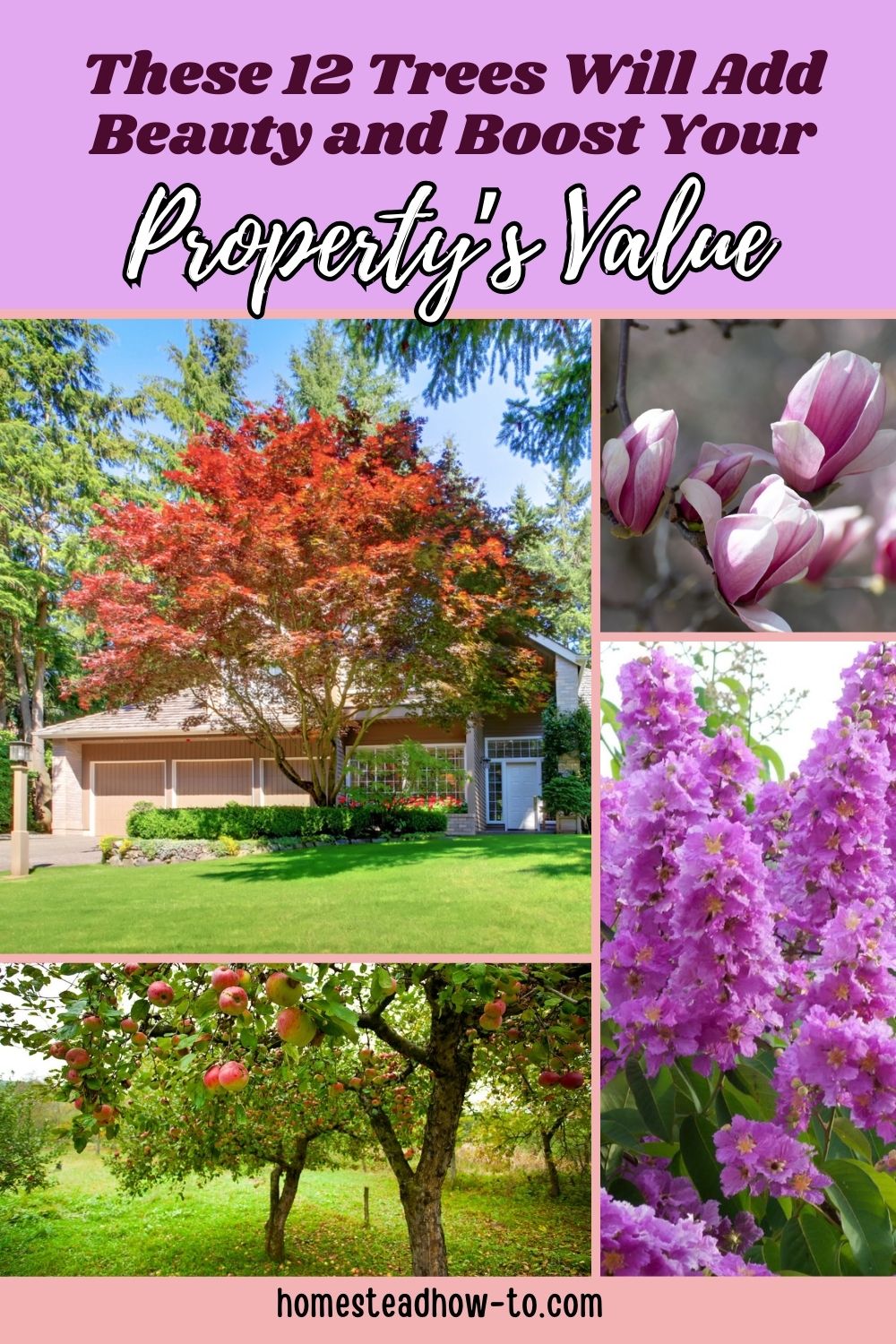 Tree Adds These 12 Trees Will Add Beauty And Boost Your Property’s Value
