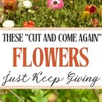 These “Cut and Come Again” Flowers Just Keep Giving