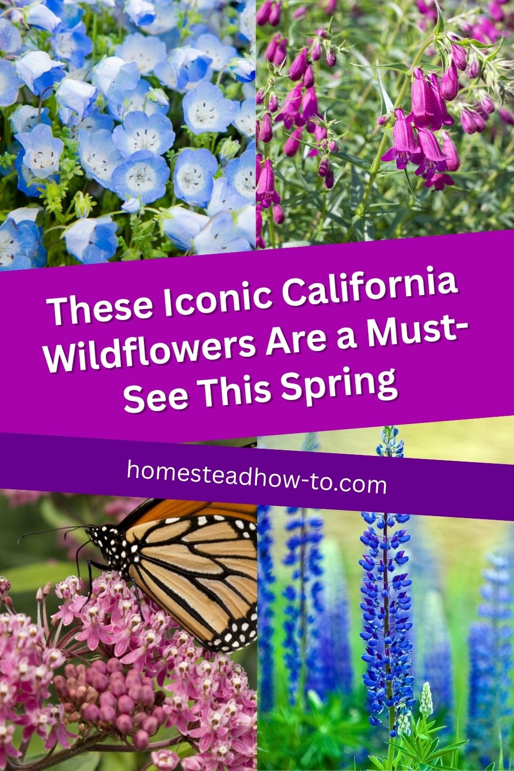 These Iconic California Wildflowers Are A Must-See This Spring
