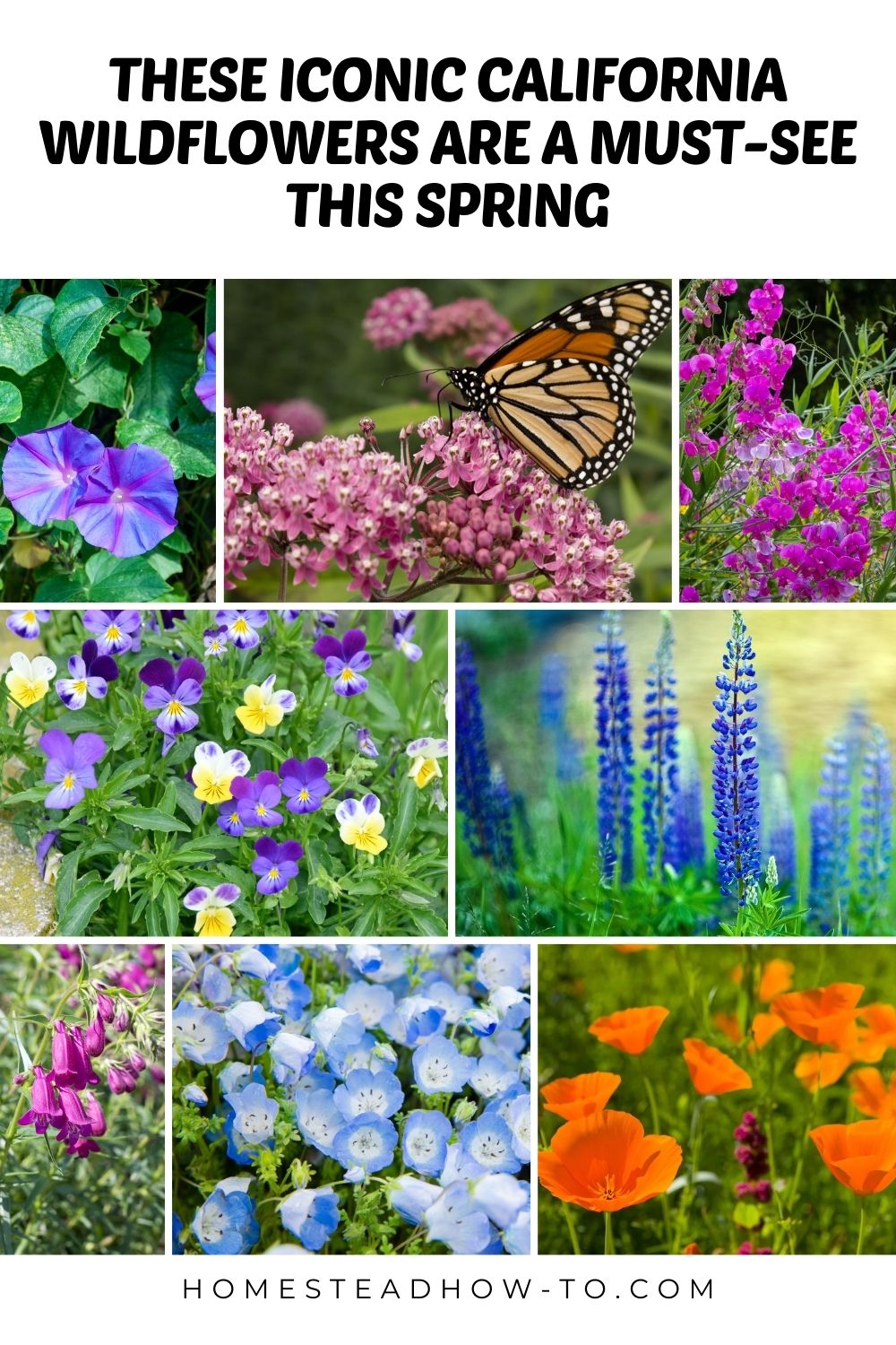 These Iconic California Wildflowers Are A Must-See This Spring