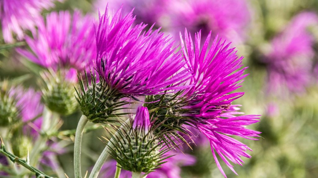 Weeds to Watch Out For—And How to Get Rid of Every Last One 6 Thistle weed 2
