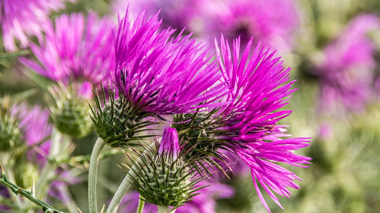 16 Common Plants That Could Be Drawing Ticks to Your Yard