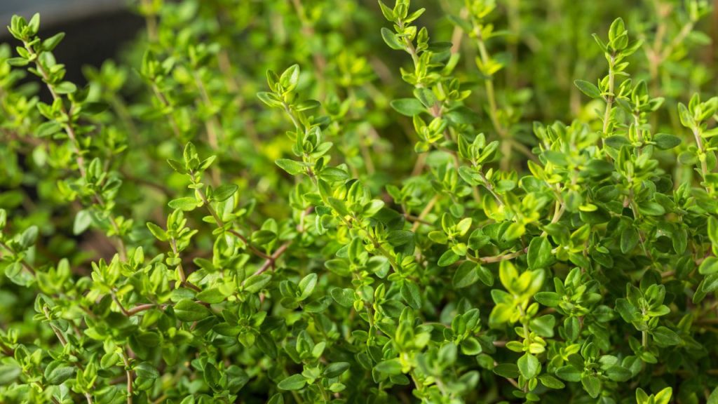 15 Companion Plants To Grow With Lavender 3 Thyme