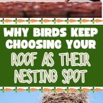 Why Birds Keep Choosing Your Roof as Their Nesting Spot