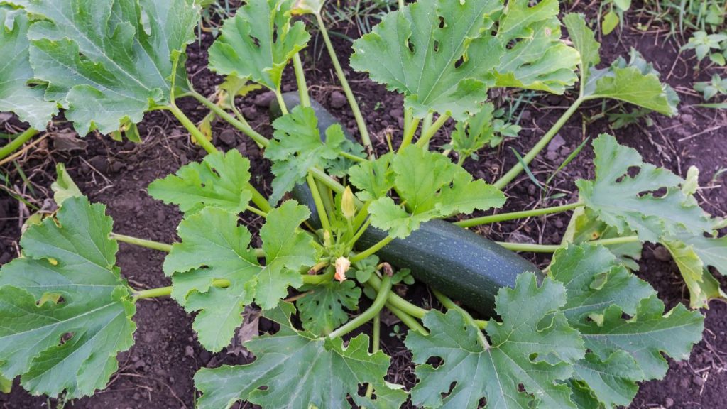 How to Get Rid of Vine Borers Before They Destroy Your Squash Plants 9 Zucchini